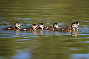 USA; California; Lakeside; Wood Ducklings on Lindo Lake in Lakeside USA; California; Lakeside; Wood Ducklings on Lindo Lake in Lakeside