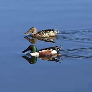 USA, California. Mated pair of ring-necked ducks swimming USA, California. Mated pair of ring-necked ducks swimming