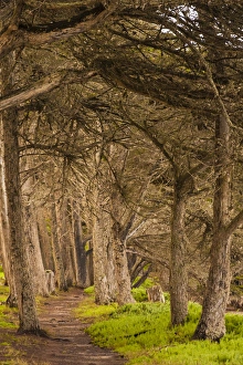USA, California, Morro Bay. Path through the forest USA, California, Morro Bay. Path through the forest