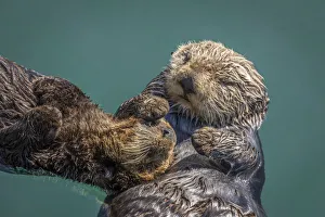 USA, California, Morro Bay State Park. Sea Otter mother with pup USA, California, Morro Bay State Park. Sea Otter mother with pup
