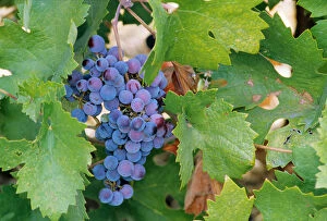 Winemaker Gallery: USA, California, Napa, a cluster of cabernet sauvignon grapes on the vine