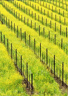 Images Dated 28th May 2004: USA, California, Napa Valey, wine country, mustard plants in a vineyard