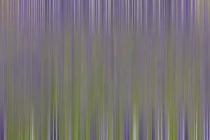 Images Dated 17th March 2005: USA, California, Napa Valley. Abstract of blooming lupine flowers