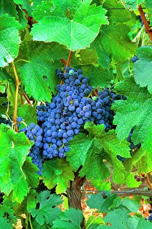 Winemaker Gallery: USA, California, Napa Valley, wine country, cabernet grapes on the vine