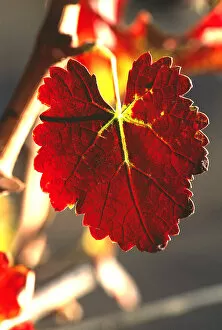 Images Dated 28th May 2004: USA, California, Napa Valley, wine country, a red grapeleaf at harvest time