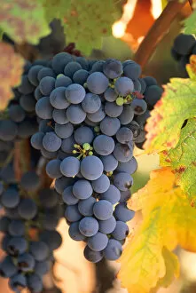 Winemaker Gallery: USA, California, Napa, wine country, a cluste of cabernet sauvignon grapes hangs