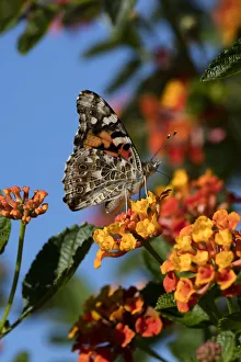 USA, California. Painted lady butterfly on lantana flowers USA, California. Painted lady butterfly on lantana flowers