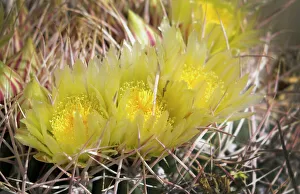 USA, California, Palm Springs, Indian Canyons. Yellow barrel cactus flowers USA, California, Palm Springs, Indian Canyons. Yellow barrel cactus flowers