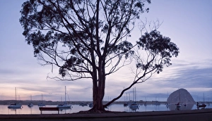 USA, California, Panoramic view of eucalyptus tree and Morro Rock at sunset USA, California, Panoramic view of eucalyptus tree and Morro Rock at sunset