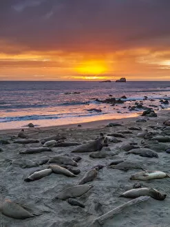 Images Dated 4th February 2014: USA, California, Piedras Blancas. Elephant seals on beach at sunset