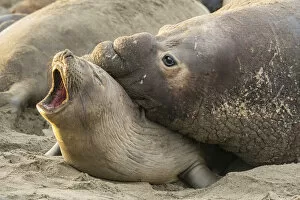 Images Dated 4th February 2014: USA, California, Piedras Blancas. Male elephant seal gives love bite to female. Credit as