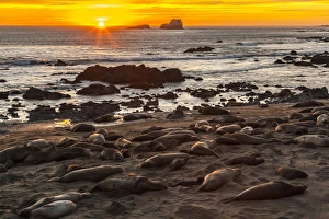 USA, California, Piedras Blancas. Northern elephant seals on beach at sunset. Credit as USA, California, Piedras Blancas. Northern elephant seals on beach at sunset. Credit as