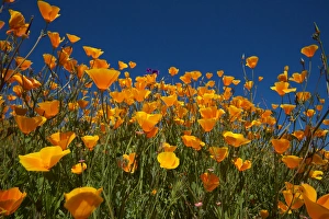 USA, California. Poppies in Rattlesnake Canyon USA, California. Poppies in Rattlesnake Canyon