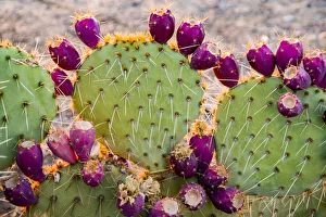 USA, California. Prickly pear cactus, purple color of pears' USA, California. Prickly pear cactus, purple color of pears'