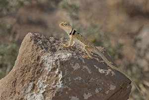 USA, California, Redding Canyon. Close-up of male Great Basin collared lizard on rock USA, California, Redding Canyon. Close-up of male Great Basin collared lizard on rock