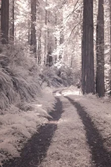 USA, California. Redwood National Park, infrared of Redwood forest along the old Pacific USA, California. Redwood National Park, infrared of Redwood forest along the old Pacific
