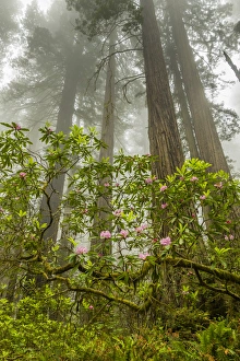 USA, California, Redwoods National Park. Fog and rhododendrons in forest. Credit as USA, California, Redwoods National Park. Fog and rhododendrons in forest. Credit as