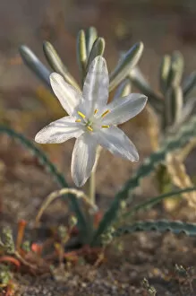 Images Dated 13th March 2008: USA; California; San Diego. ADesert Lily Wildflowers in Anza Borrego Desert State Park