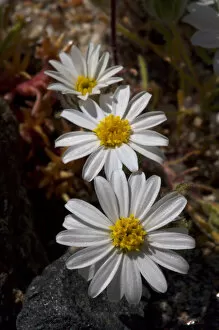 Images Dated 13th March 2008: USA; California; San Diego. ADesert Star Wildflowers in Anza Borrego Desert State Park