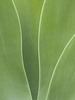 USA, California, San Diego, Agave in Balboa Park USA, California, San Diego, Agave in Balboa Park