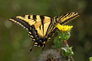Images Dated 9th July 2011: USA; California; San Diego; An Anise Swallowtail in Mission Trails Regional Park