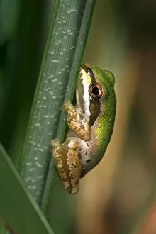 Images Dated 10th July 2011: USA; California; San Diego; A Baby Green Tree Frog in Mission Trails Regional Park