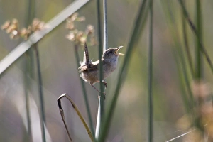 USA - California - San Diego County - Marsh Wren USA - California - San Diego County - Marsh Wren