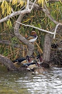 USA - California - San Diego County - Wood Ducks and Mandarin Duck USA - California - San Diego County - Wood Ducks and Mandarin Duck