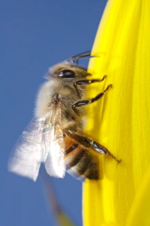 USA; California; San Diego; Honey Bee taking off USA; California; San Diego; Honey Bee taking off