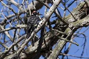 USA - California - San Diego - Nuttalls Woodpecker USA - California - San Diego - Nuttalls Woodpecker