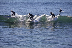 USA, California, San Diego. Surfers at Windansea, La Jolla USA, California, San Diego. Surfers at Windansea, La Jolla