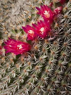 USA, California, San Diego, Tiny blooms on cactus USA, California, San Diego, Tiny blooms on cactus