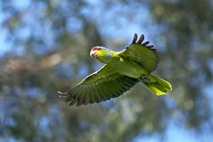 Images Dated 27th February 2016: USA, California, San Diego. Wild parrot in flight