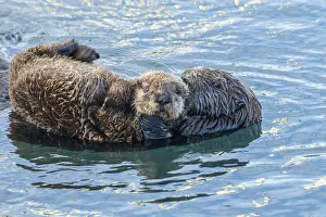 USA, California, San Luis Obispo. Sea otter waving USA, California, San Luis Obispo. Sea otter waving