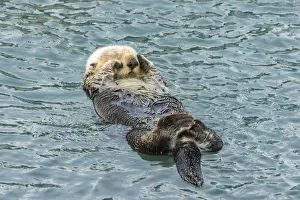 USA, California, San Luis Obispo County. Sea otter sleeping USA, California, San Luis Obispo County. Sea otter sleeping