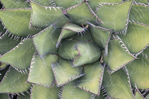 USA, California, Sanata Barbara, Santa Barbara Botanical Garden, Agave USA, California, Sanata Barbara, Santa Barbara Botanical Garden, Agave