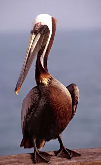USA, California, Santa Barbara, Brown Pelican USA, California, Santa Barbara, Brown Pelican