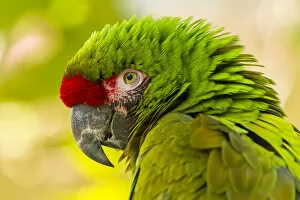 Images Dated 1st February 2014: USA, California, Santa Barbara. Profile of macaw at Santa Barbara Zoo. Credit as