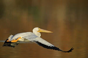 Images Dated 12th January 2004: USA, California, Santee Lakes Park. White pelican flies over yellow and brown lake water