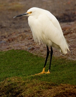 USA, California, Santee Lakes Recreation Area, Snowy Egret USA, California, Santee Lakes Recreation Area, Snowy Egret