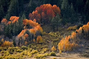Usa, California, Sierra Nevada. Hope Valley. Aspens glow a brilliant orange during fall