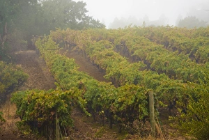 USA, California, Sonoma, Healdsburg. Sonoma grapes ready for crush USA, California, Sonoma, Healdsburg. Sonoma grapes ready for crush