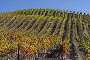 USA, California, Sonoma wine country with rows of grapes during Autumn USA, California, Sonoma wine country with rows of grapes during Autumn