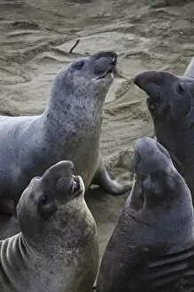 Images Dated 25th December 2010: USA, California, Southern California, Point Piedras Blancas, Northern Elephant Seal colony