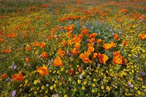 USA, California, superbloom hillside near Lancaster, Yellow Goldfields USA, California, superbloom hillside near Lancaster, Yellow Goldfields