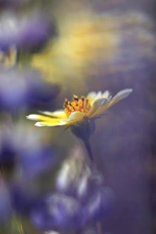 USA. California. Tidytip (Layia playtglossa) softly surrounded by lupine (lupinus) wildflowers USA. California. Tidytip (Layia playtglossa) softly surrounded by lupine (lupinus) wildflowers