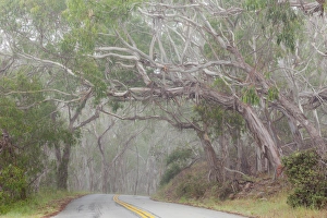 USA, California. Tree-lined road to Montana de Oro State Park USA, California. Tree-lined road to Montana de Oro State Park