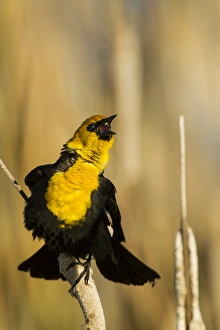 USA, California, Tule Lake National Wildlife Refuge. Yellow-headed blackbird singing USA, California, Tule Lake National Wildlife Refuge. Yellow-headed blackbird singing