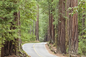 USA, California. View of road through redwoods in Big Basin Redwoods State Park. Credit as USA, California. View of road through redwoods in Big Basin Redwoods State Park. Credit as