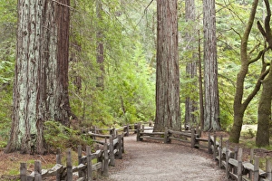 USA, California. View of trail through redwoods in Big Basin Redwoods State Park USA, California. View of trail through redwoods in Big Basin Redwoods State Park